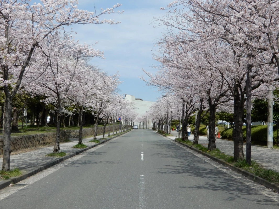 桜並木の風景